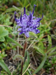 Phyteuma globulariifolium