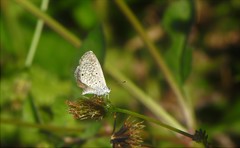 Hemiargus hanno