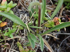 Phyteuma globulariifolium