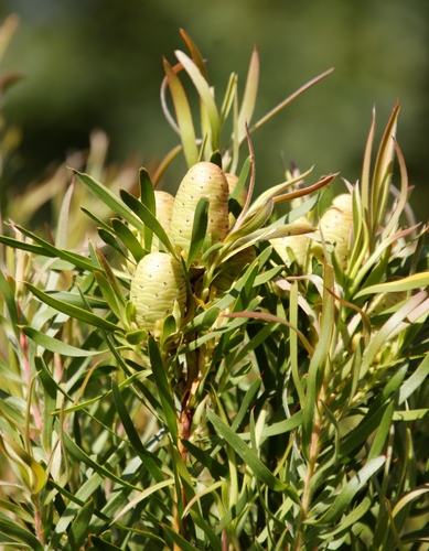 Image of Leucadendron macowanii by (c) Tony Rebelo, some rights reserved (CC BY-SA)