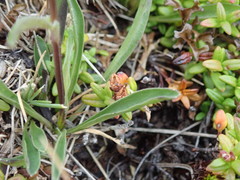 Phyteuma globulariifolium