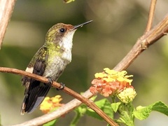Lophornis gouldii