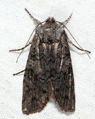 Lithophane laticinerea