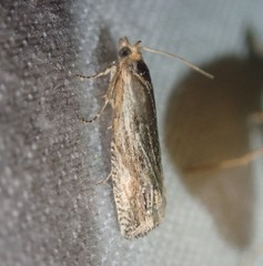 Eucosma cana