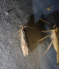 Eucosma cana