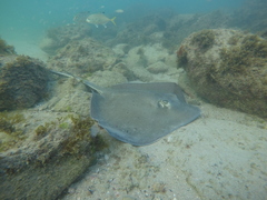 Hypanus berthalutzae