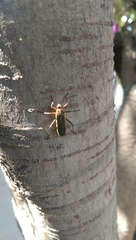 Stenomacra marginella