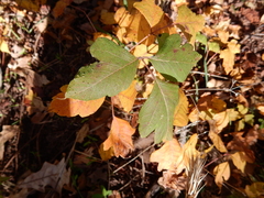 Toxicodendron radicans negundo