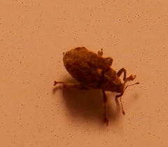 Ceutorhynchus pallidactylus