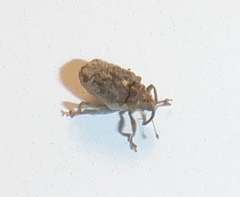 Ceutorhynchus pallidactylus