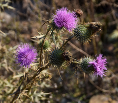 Cirsium