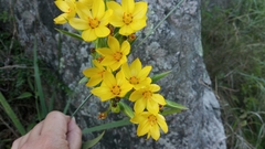Sisyrinchium palmifolium