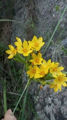 Sisyrinchium palmifolium