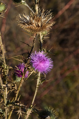 Cirsium