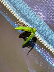 Eucallopistus castelnaudii