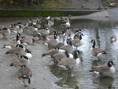Branta canadensis