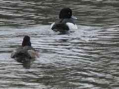 Aythya fuligula
