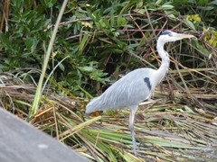 Ardea cinerea