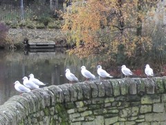 Chroicocephalus ridibundus