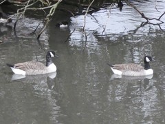 Branta canadensis