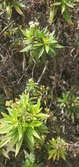 Darwiniothamnus lancifolius