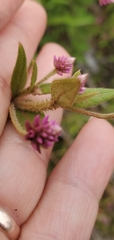 Alternanthera porrigens