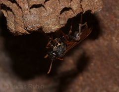 Mischocyttarus drewseni