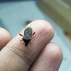 Anasa scorbutica