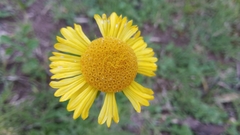 Gaillardia megapotamica