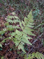 Dryopteris carthusiana