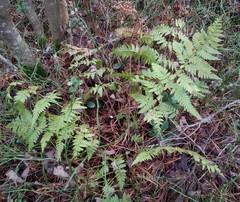 Dryopteris carthusiana