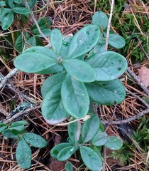 Vaccinium vitis-idaea