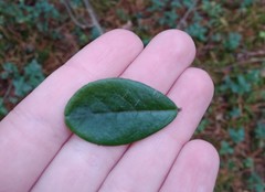 Vaccinium vitis-idaea