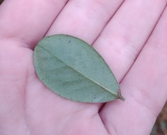 Vaccinium vitis-idaea