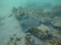 Hypanus berthalutzae