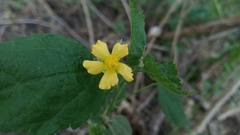 Pseudabutilon virgatum