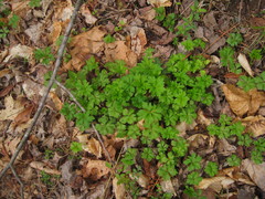 Sanicula marilandica
