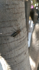 Stenomacra marginella