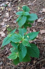 Impatiens parviflora