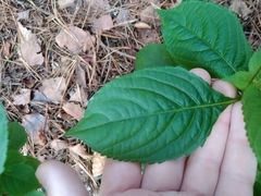 Impatiens parviflora