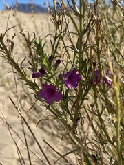 Penstemon thurberi