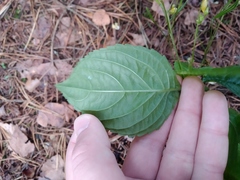 Impatiens parviflora
