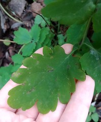 Chelidonium majus
