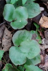 Hepatica nobilis