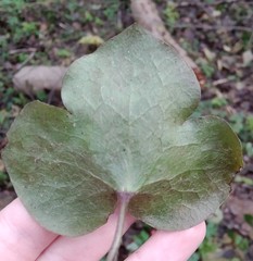 Hepatica nobilis