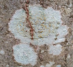 Lecanora