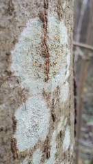 Lecanora