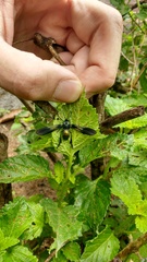 Macrocneme chrysitis