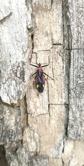 Graptocleptes bicolor