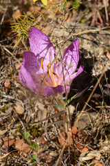 Colchicum bivonae